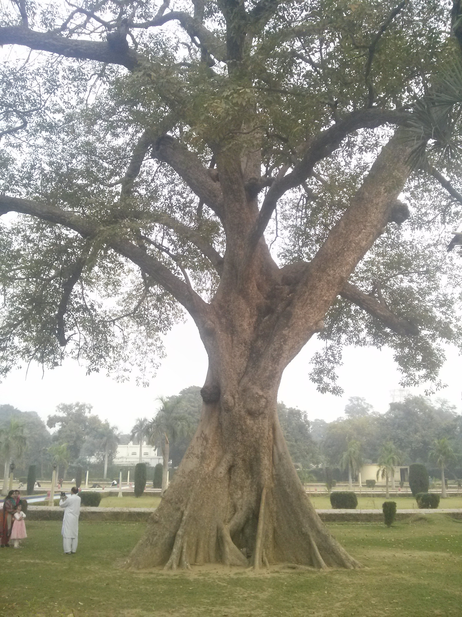 LG OPTIMUS LTE2 sample photo. His majesty the devil tree  photography