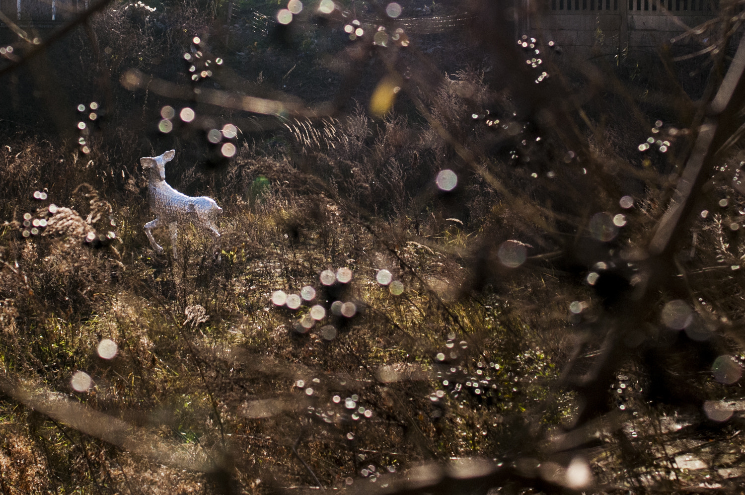 Nikon D300S + Nikon AF-S Nikkor 28mm F1.8G sample photo. Deer in the city photography
