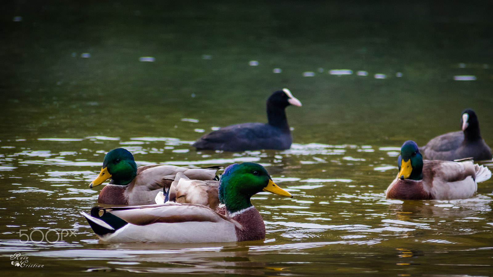 Sigma 28-300mm F3.5-6.3 DG Macro sample photo. Ducks photography