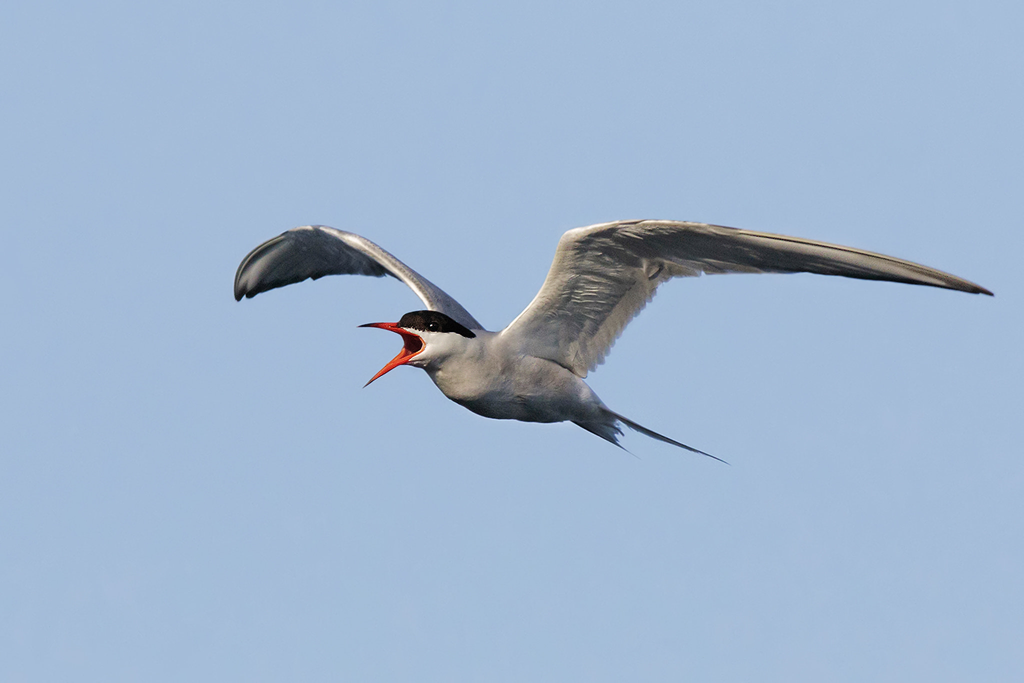 Canon EF 500mm f/4.5L + 1.4x sample photo. Common tern photography