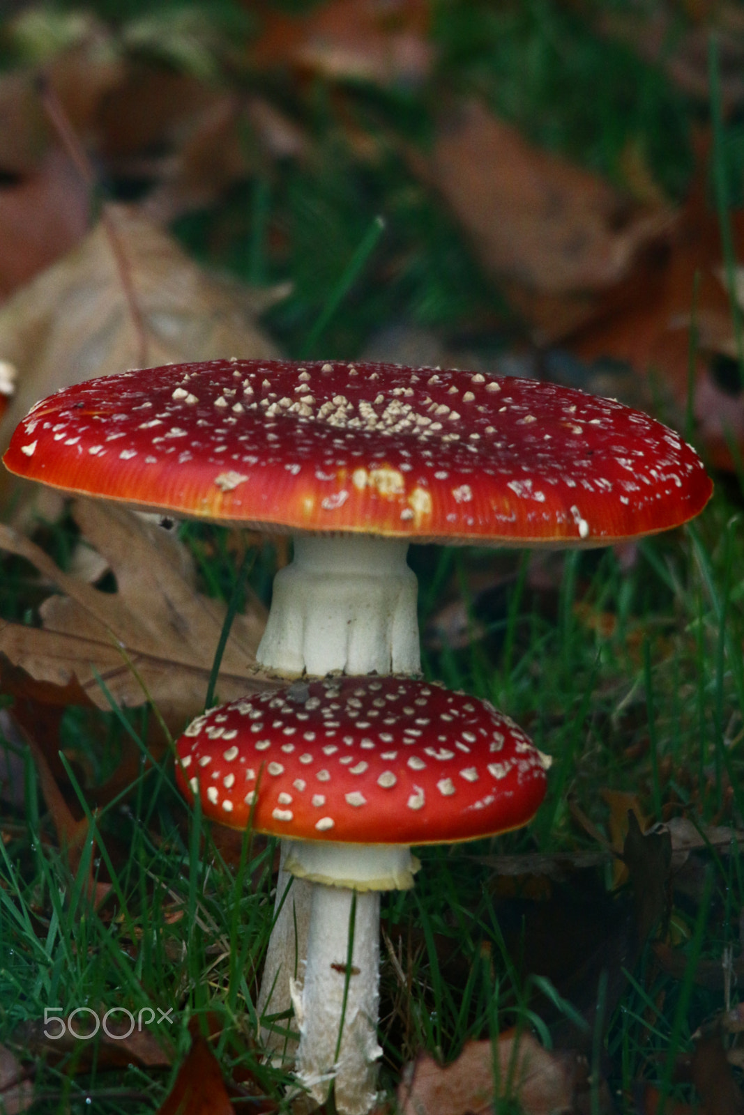 Sigma 150-500mm F5-6.3 DG OS HSM sample photo. Magic 'shroom photography
