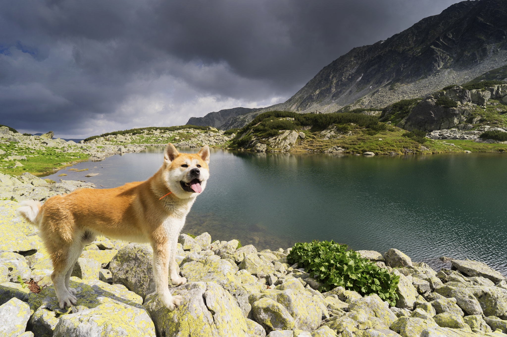 Sony a7 II + ZEISS Batis 18mm F2.8 sample photo. Hachiko photography