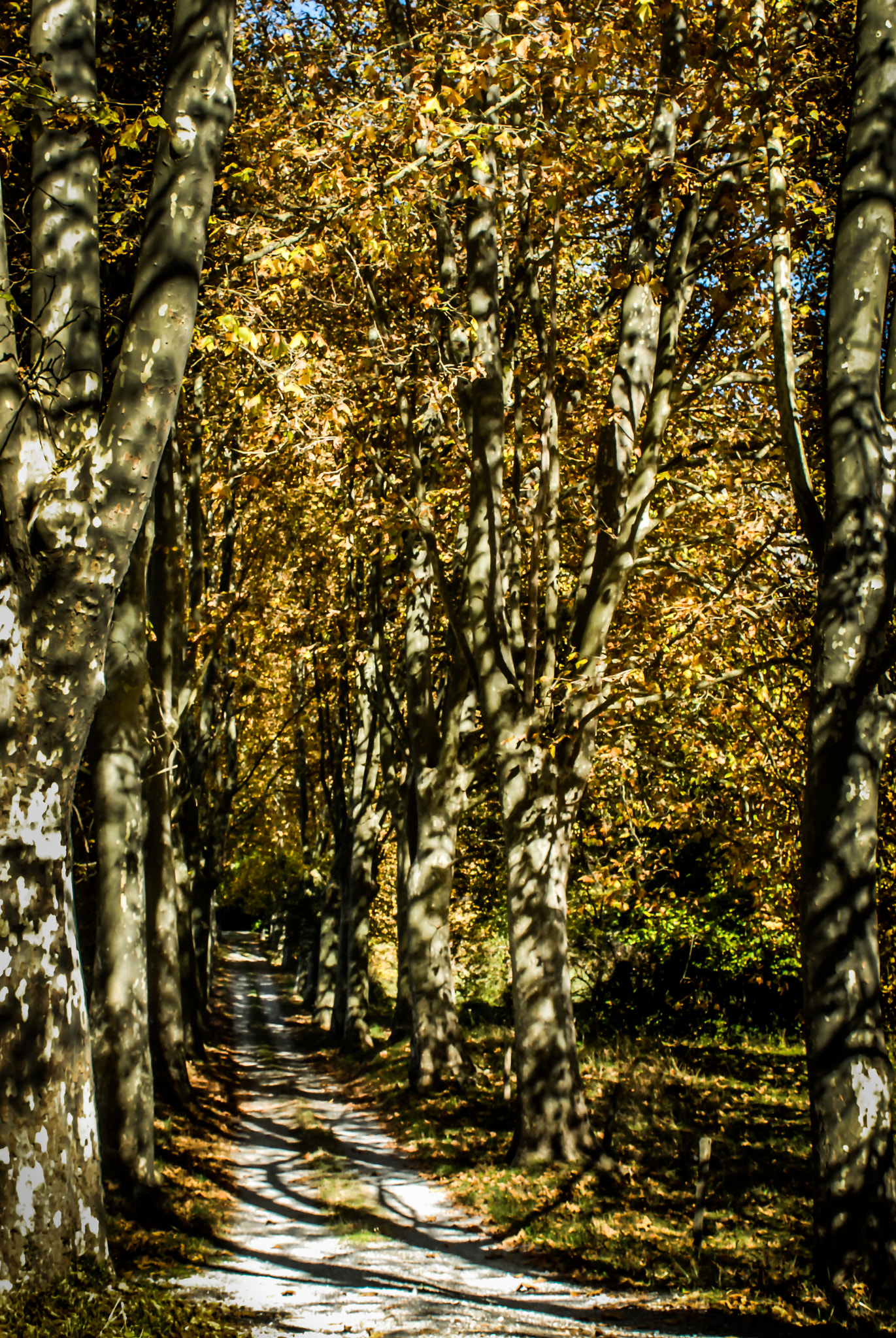 AF Zoom-Nikkor 28-85mm f/3.5-4.5 sample photo. Sur ma route.... photography