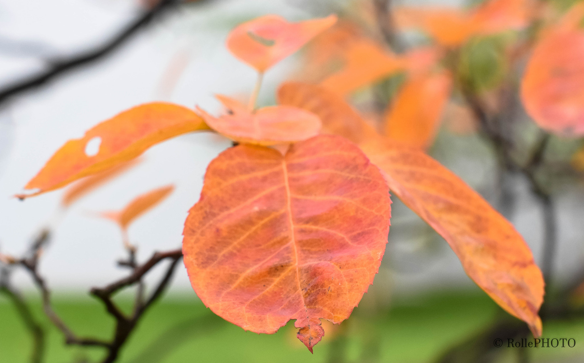 Sigma 50mm F1.4 EX DG HSM sample photo. Autumn in berlin photography