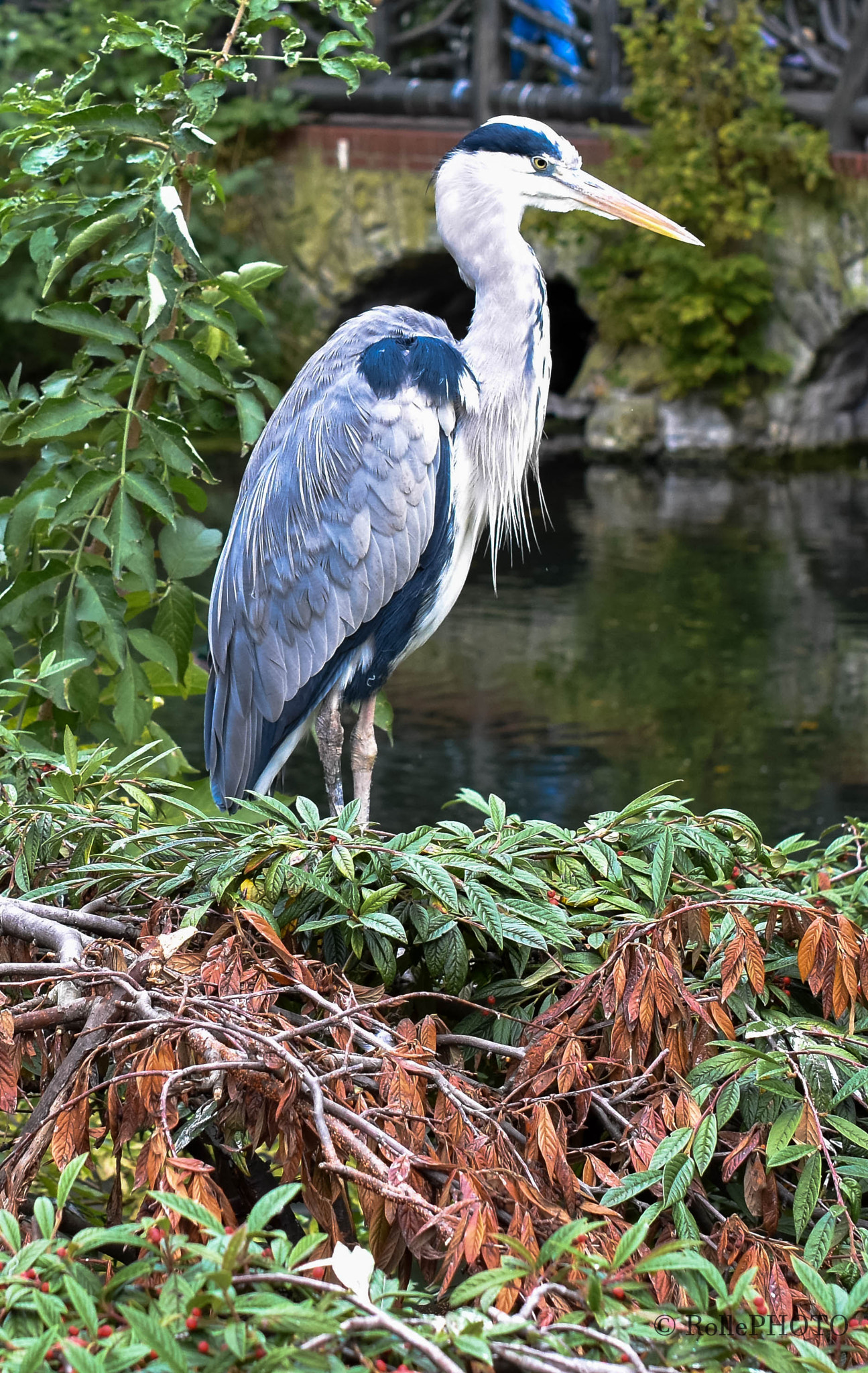 Nikon D7200 + Sigma 50mm F1.4 EX DG HSM sample photo. Egret photography