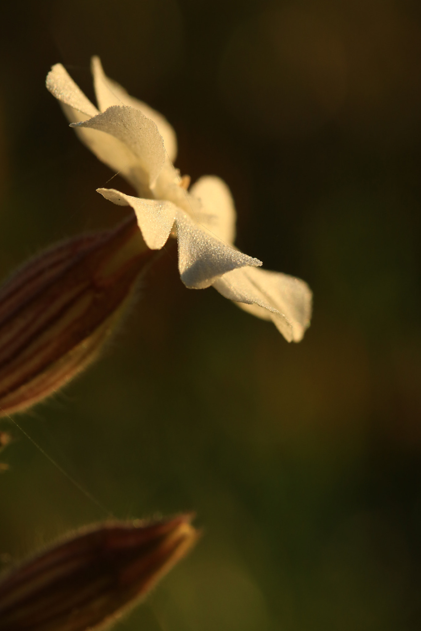 Canon EF-S 60mm F2.8 Macro USM sample photo. Morning dew photography