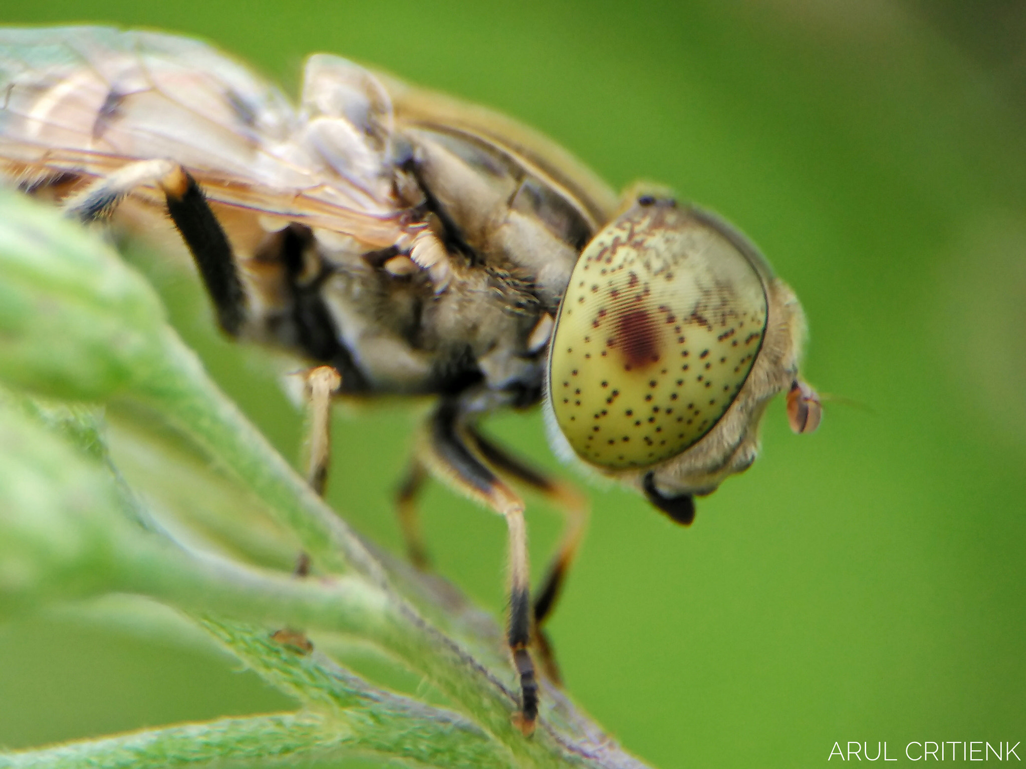 Xiaomi Mi 4i sample photo