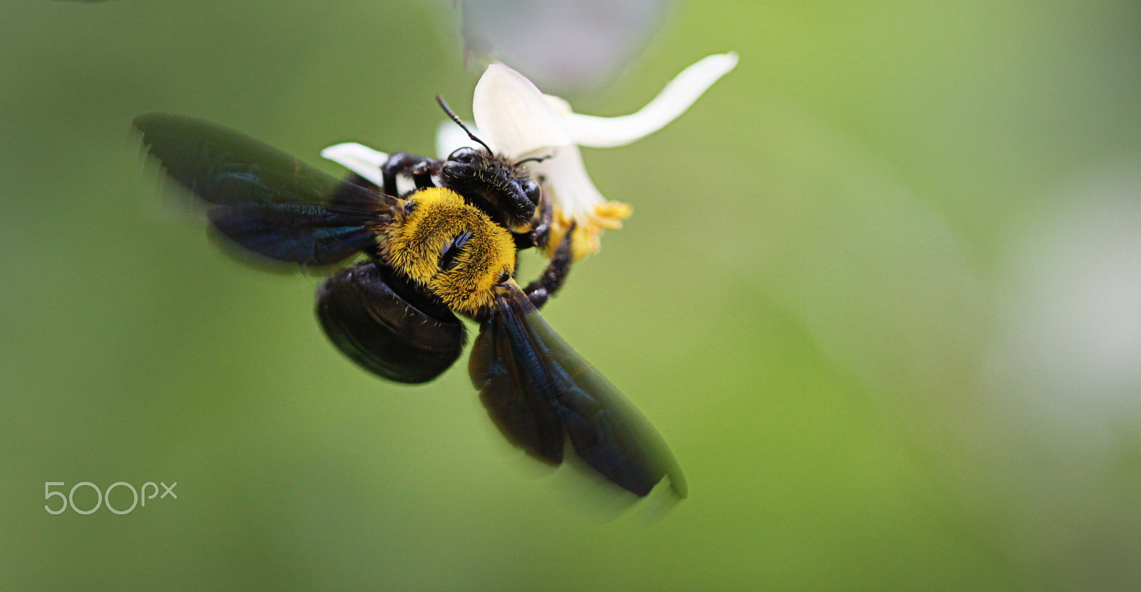 Canon EF 100mm F2.8 Macro USM sample photo. Bee d photography