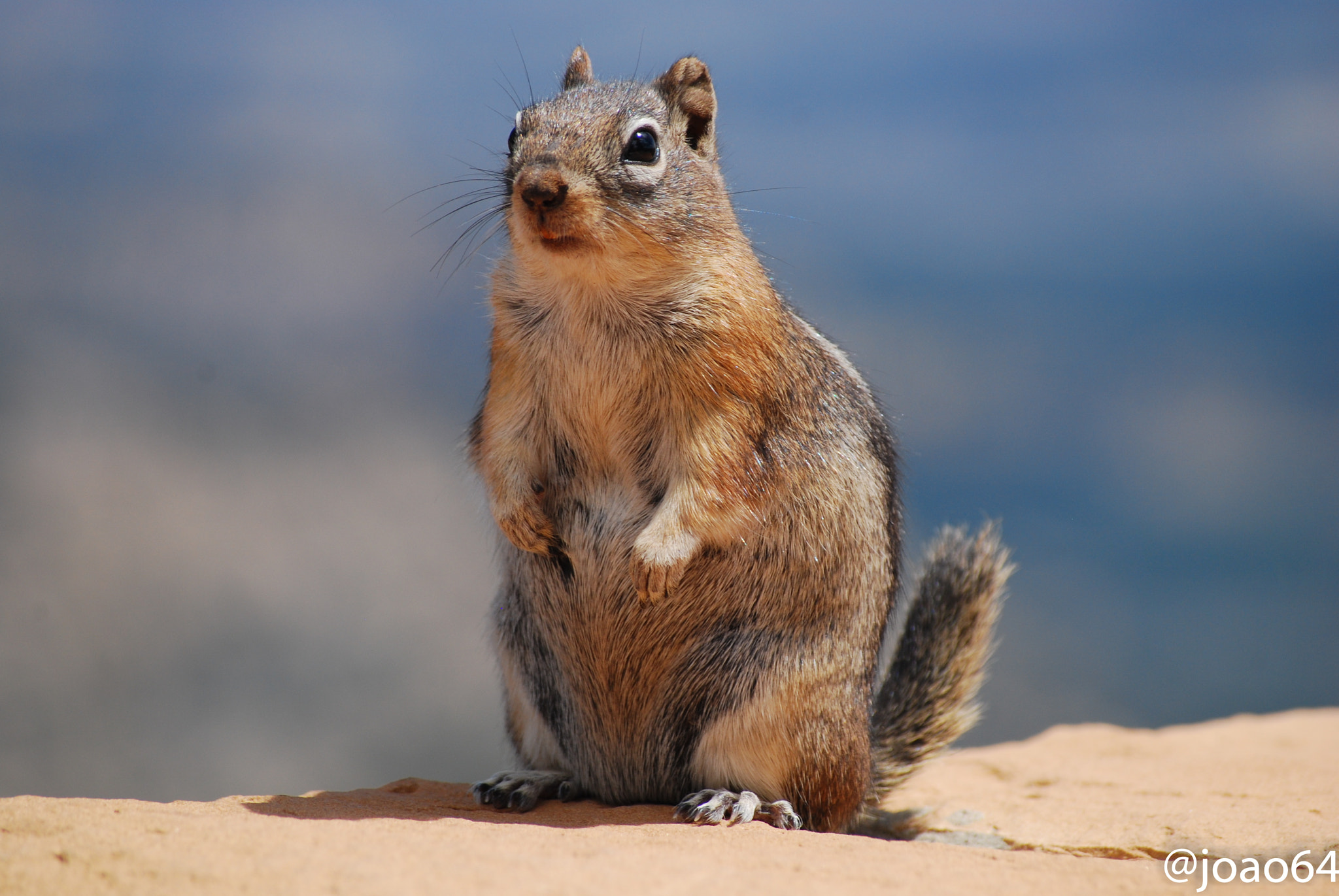 Nikon D40X sample photo. A squirrel photography
