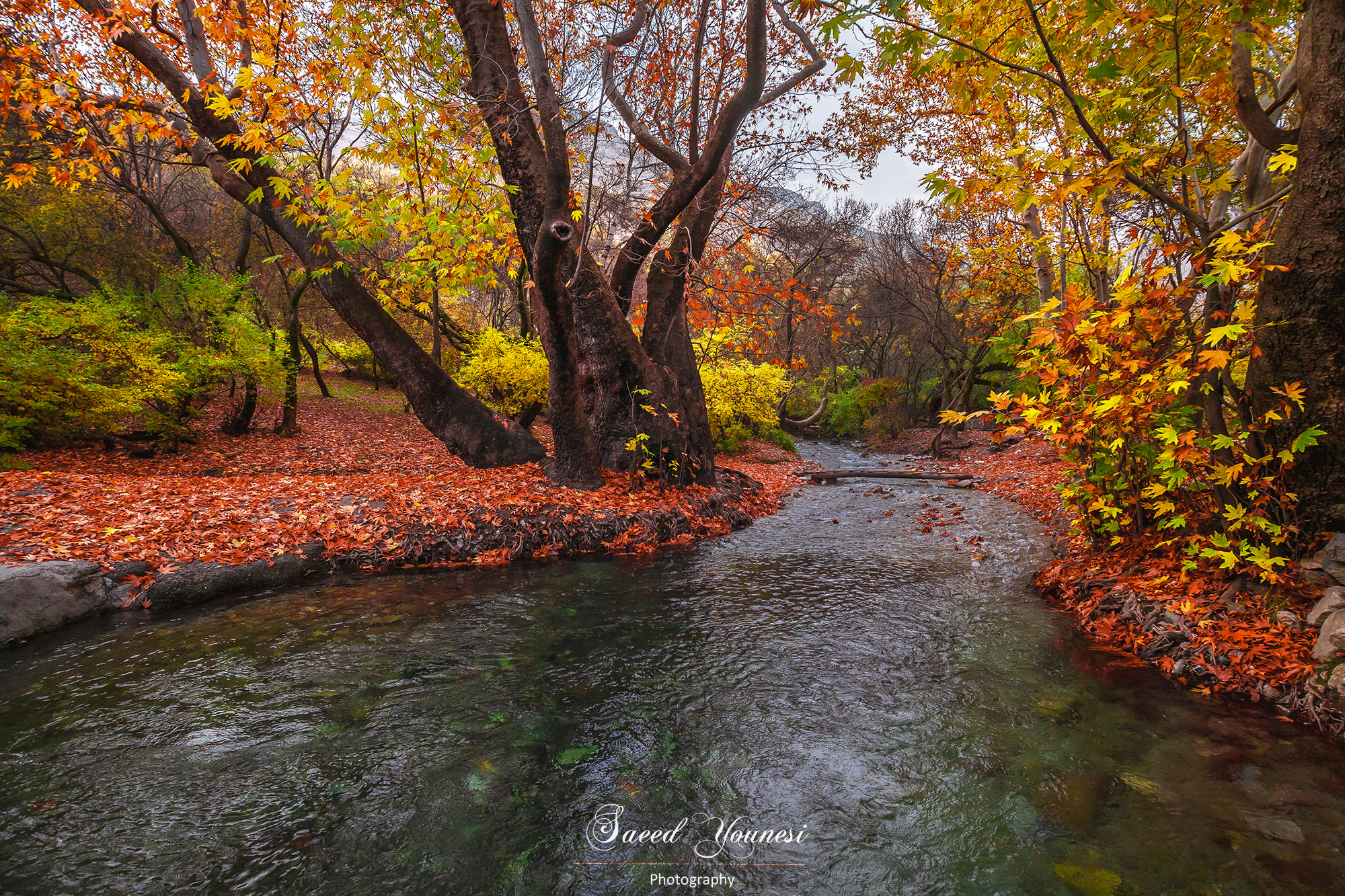 Sigma 17-35mm f/2.8-4 EX DG Aspherical HSM sample photo. Autumn fires photography