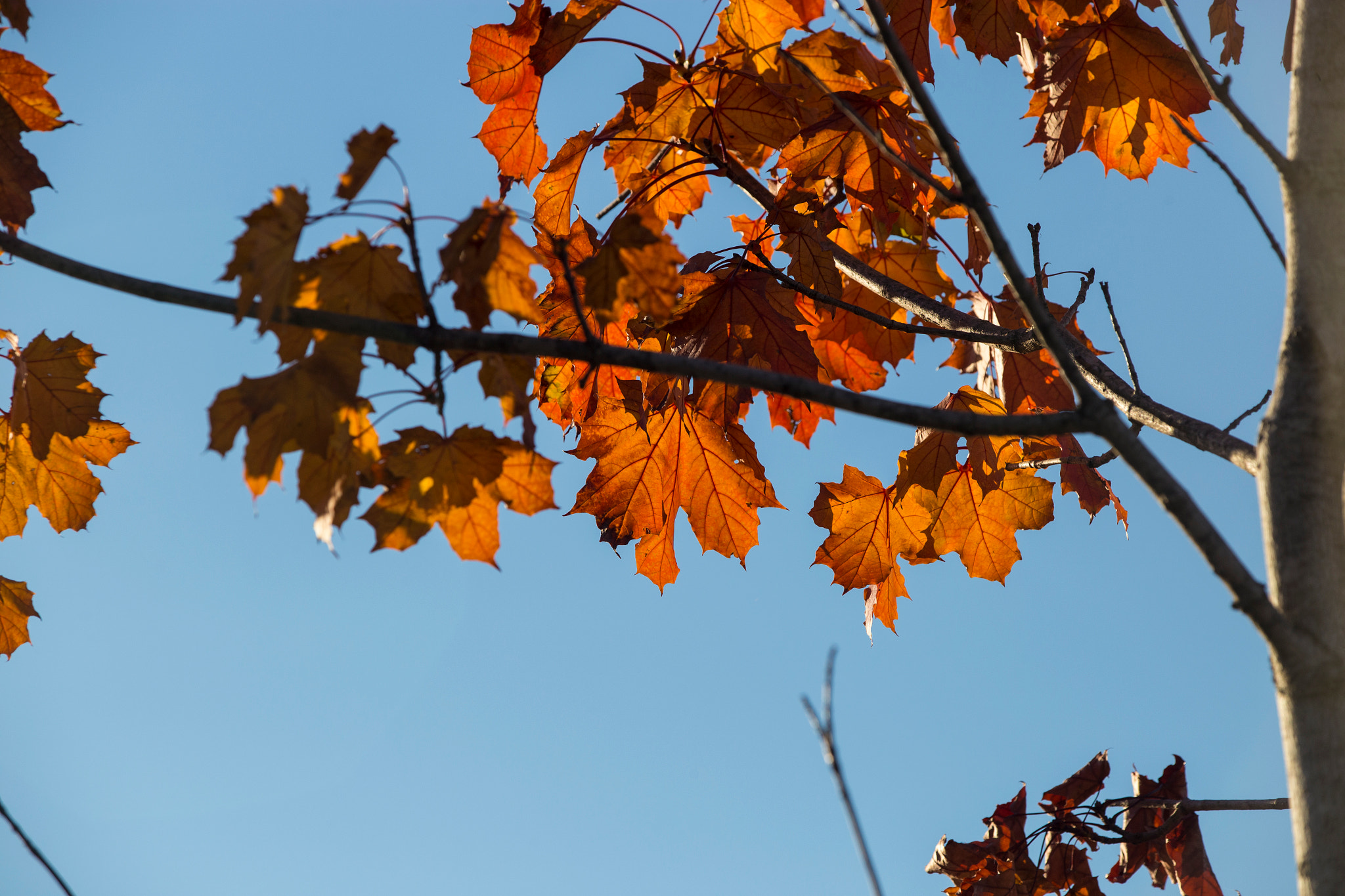 Canon EF 80-200mm f/2.8L sample photo. Colors of nature photography