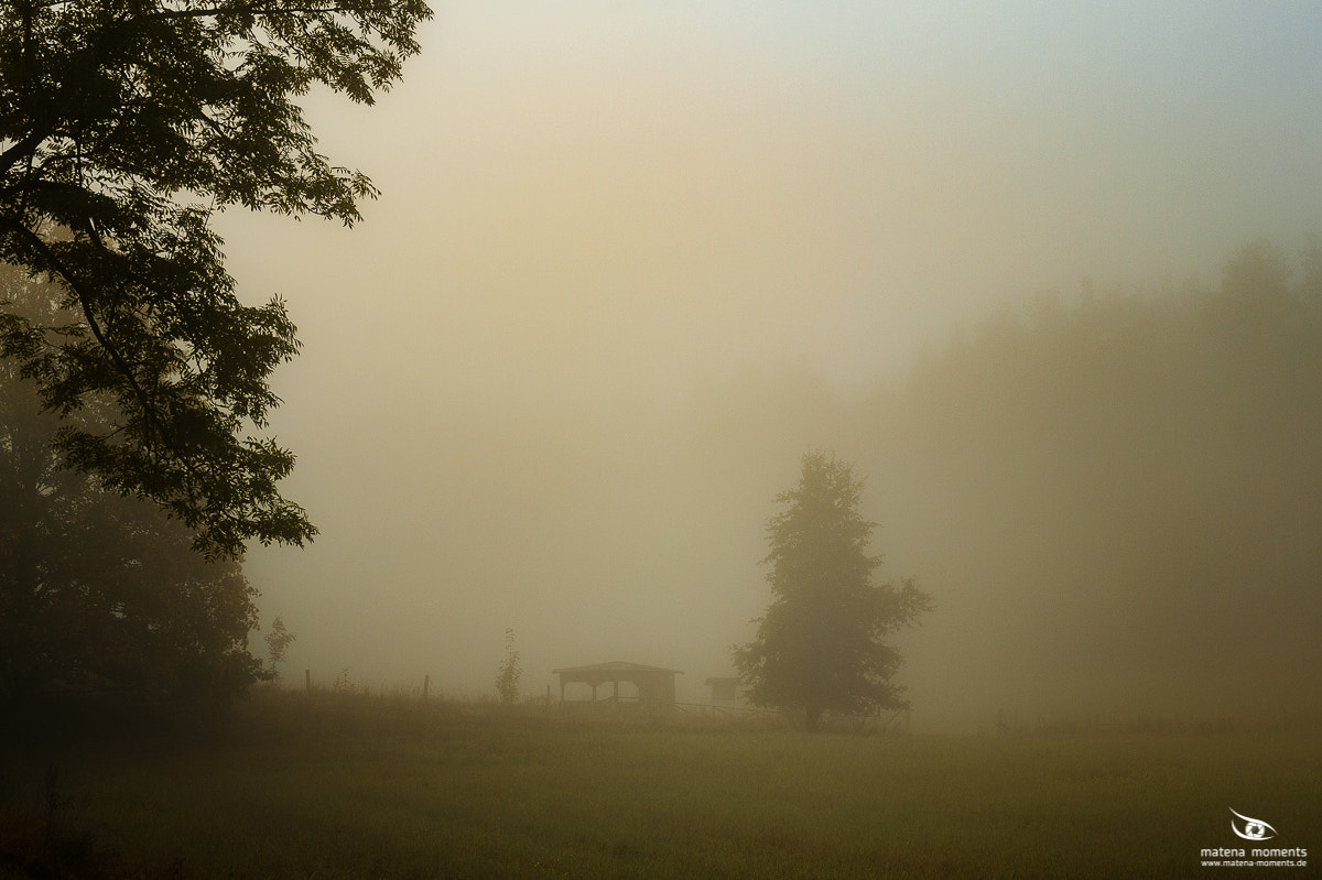 Nikon D4 sample photo. Fog photography