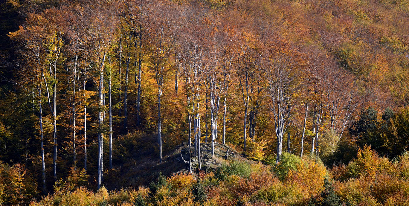 Nikon D7100 + AF Nikkor 70-210mm f/4-5.6D sample photo. Beech photography