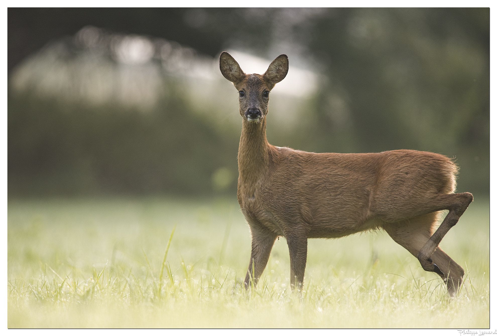 Nikon AF-S Nikkor 300mm F2.8G ED VR II sample photo. Roe deer in a clearing  | chevrette photography