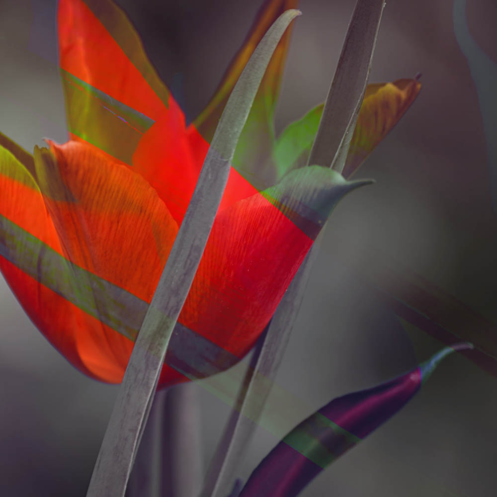Canon EF-S 55-250mm F4-5.6 IS sample photo. Tulip photography