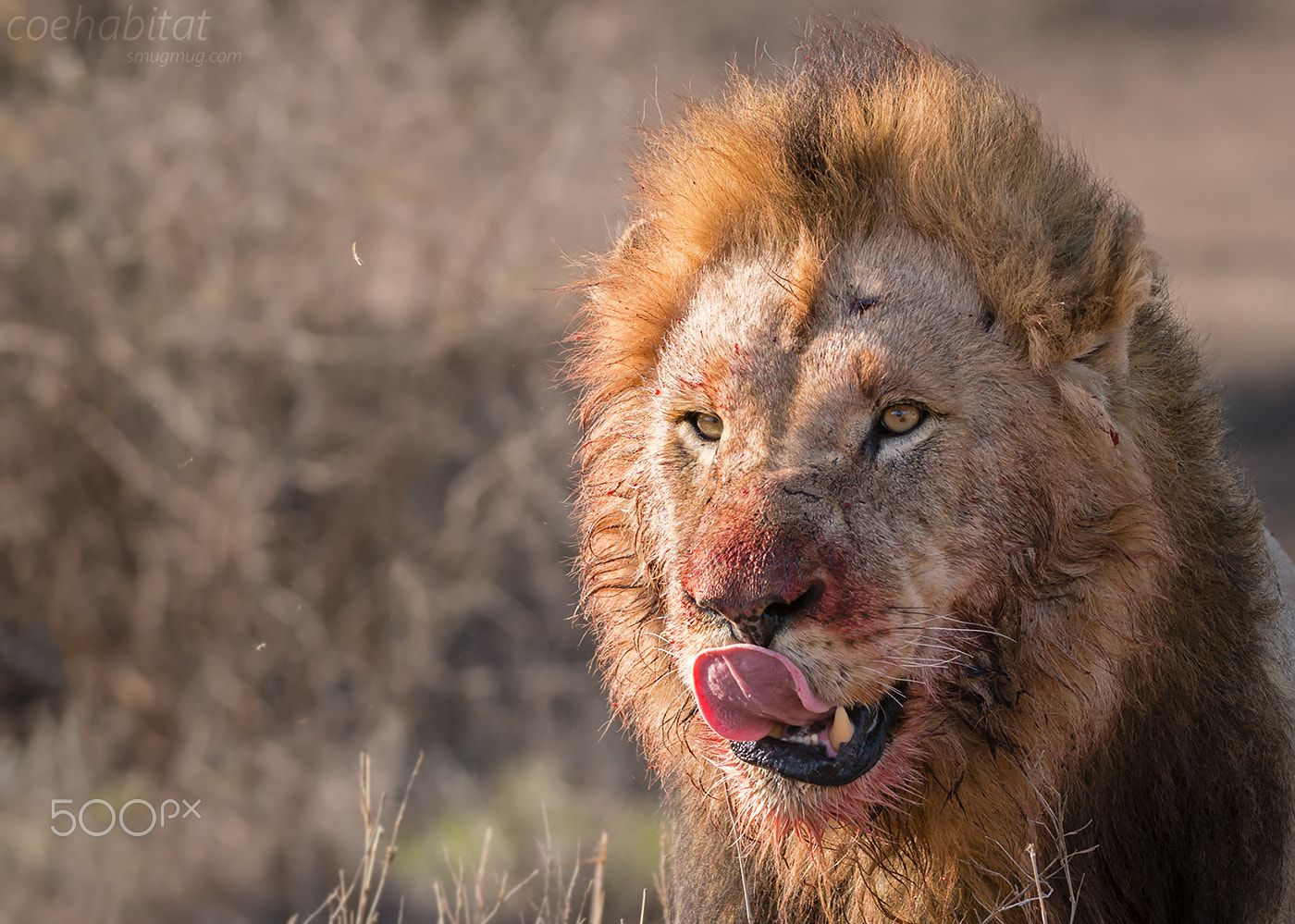 Nikon AF-S Nikkor 200-400mm F4G ED-IF VR sample photo. 'lick your lips' 2 photography