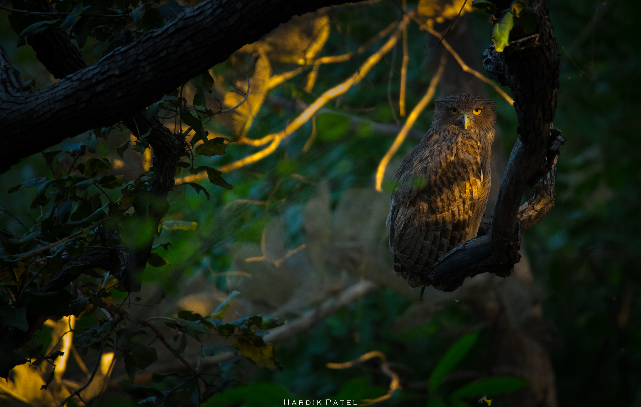 Nikon D5 sample photo. Brown fish owl photography