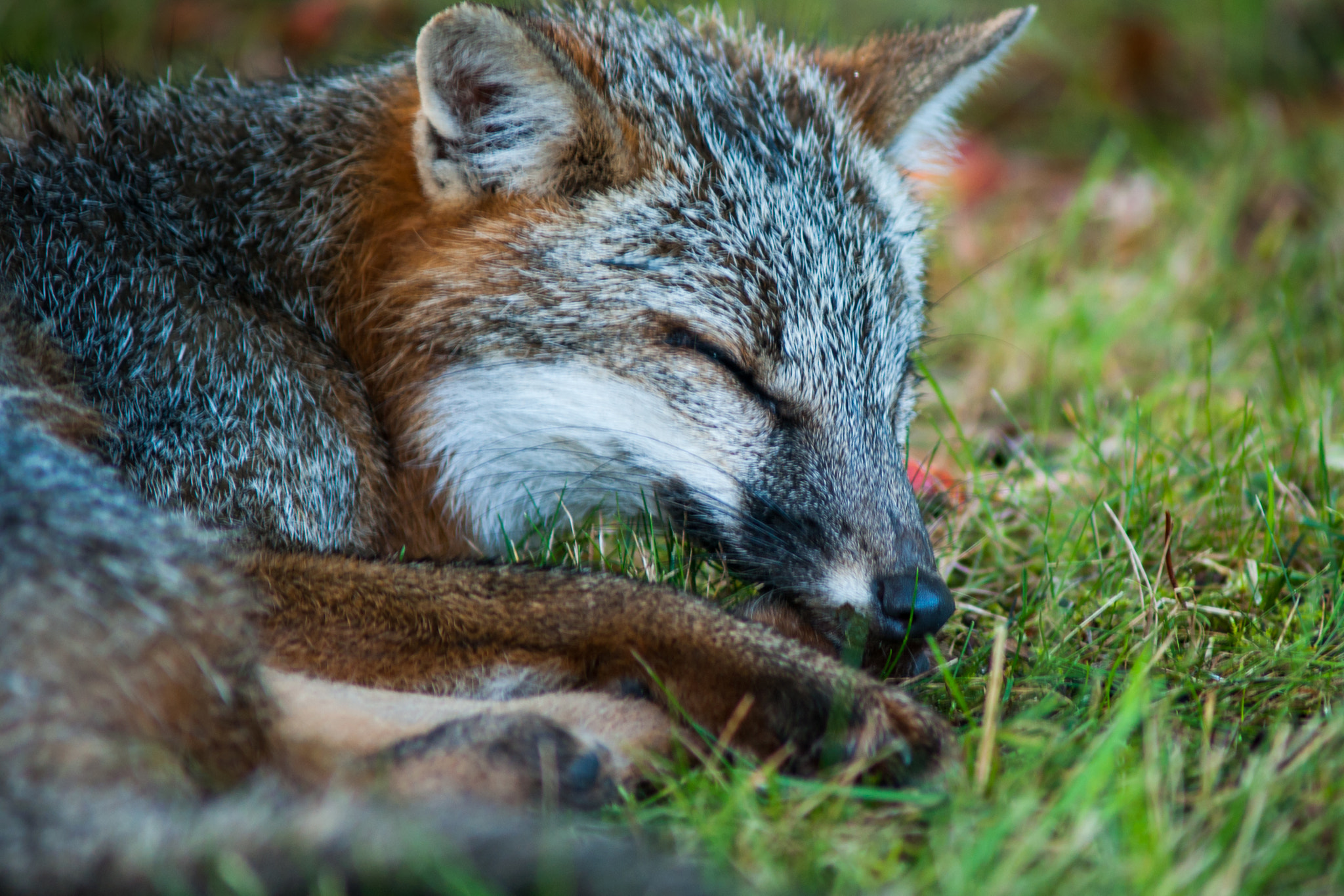 Sony Alpha DSLR-A700 + Minolta AF 70-210mm F4 Macro sample photo. Grey fox photography