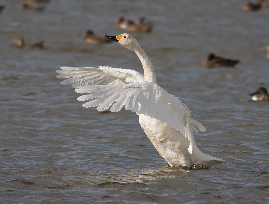 150-600mm F5-6.3 DG OS HSM | Sports 014 sample photo. Kleine zwaan / bewick's swan photography