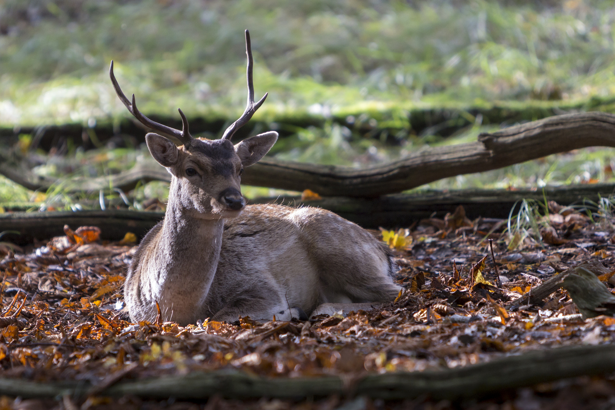Canon EF 70-200mm F2.8L IS USM sample photo. Fallow deer photography