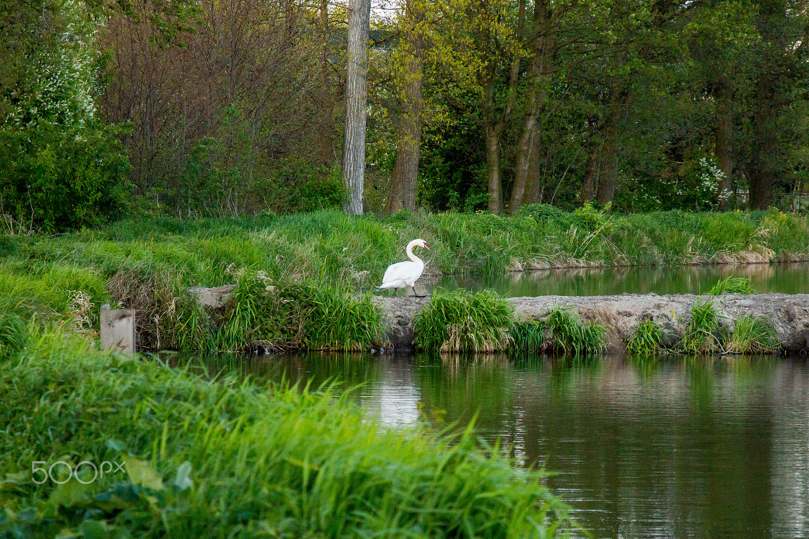 Sigma 18-125mm F3.8-5.6 DC OS HSM sample photo. Swan photography