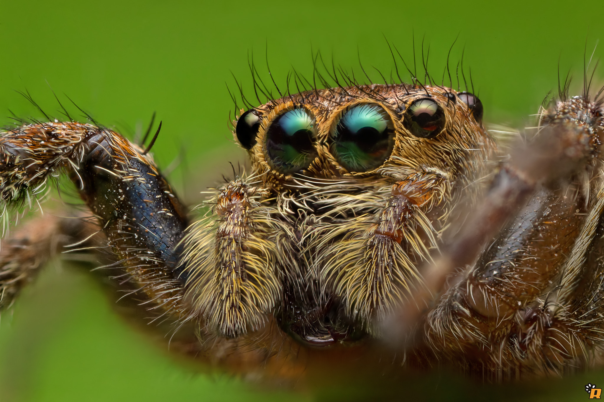 Canon MP-E 65mm F2.5 1-5x Macro Photo sample photo. Green eyes photography