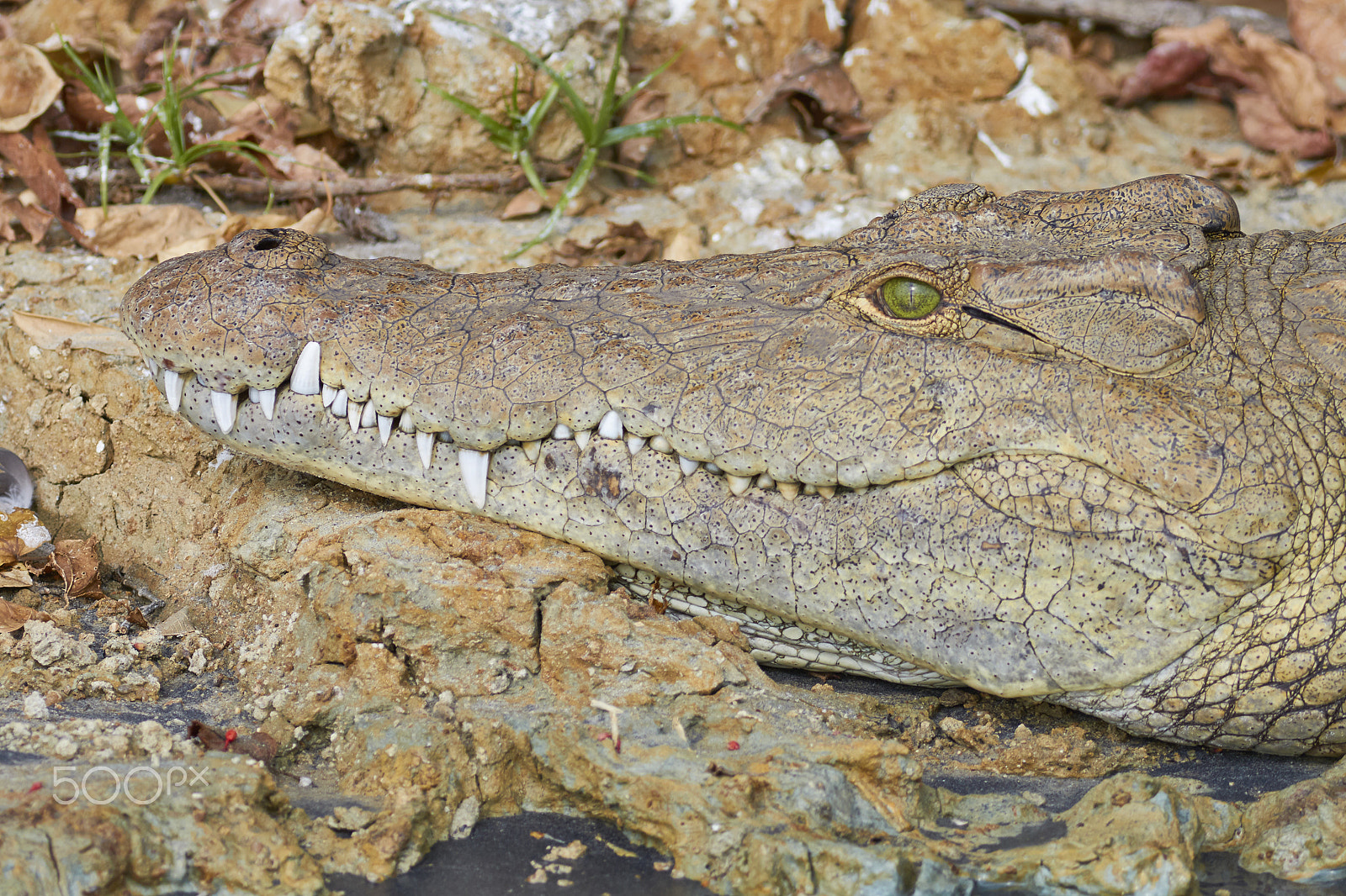 Canon EF 400mm F5.6L USM sample photo. Nile crocodile photography