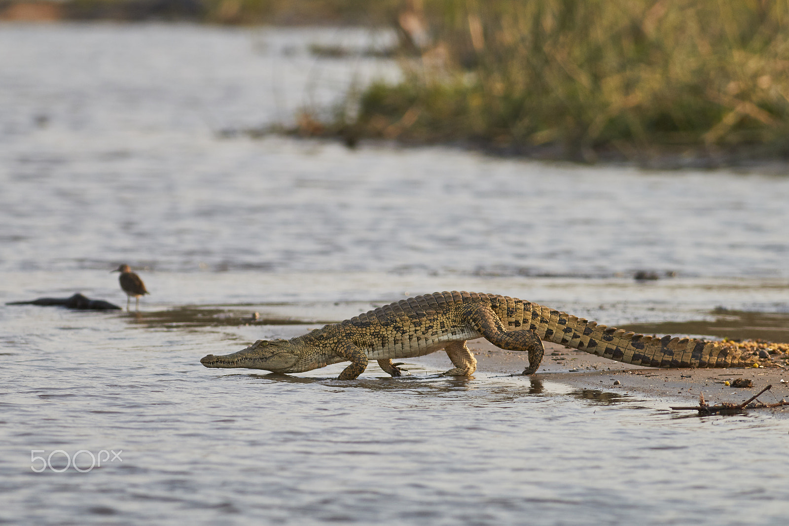 Canon EOS 70D sample photo. Nile crocodile photography