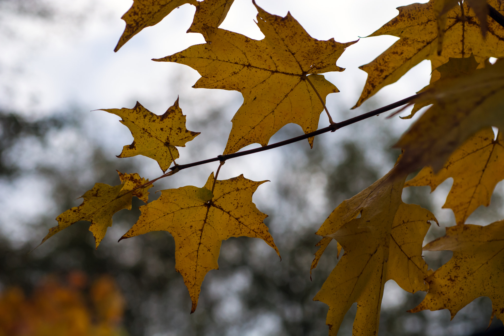 Nikon D7100 + AF Micro-Nikkor 60mm f/2.8 sample photo. Have i woken in canada? photography