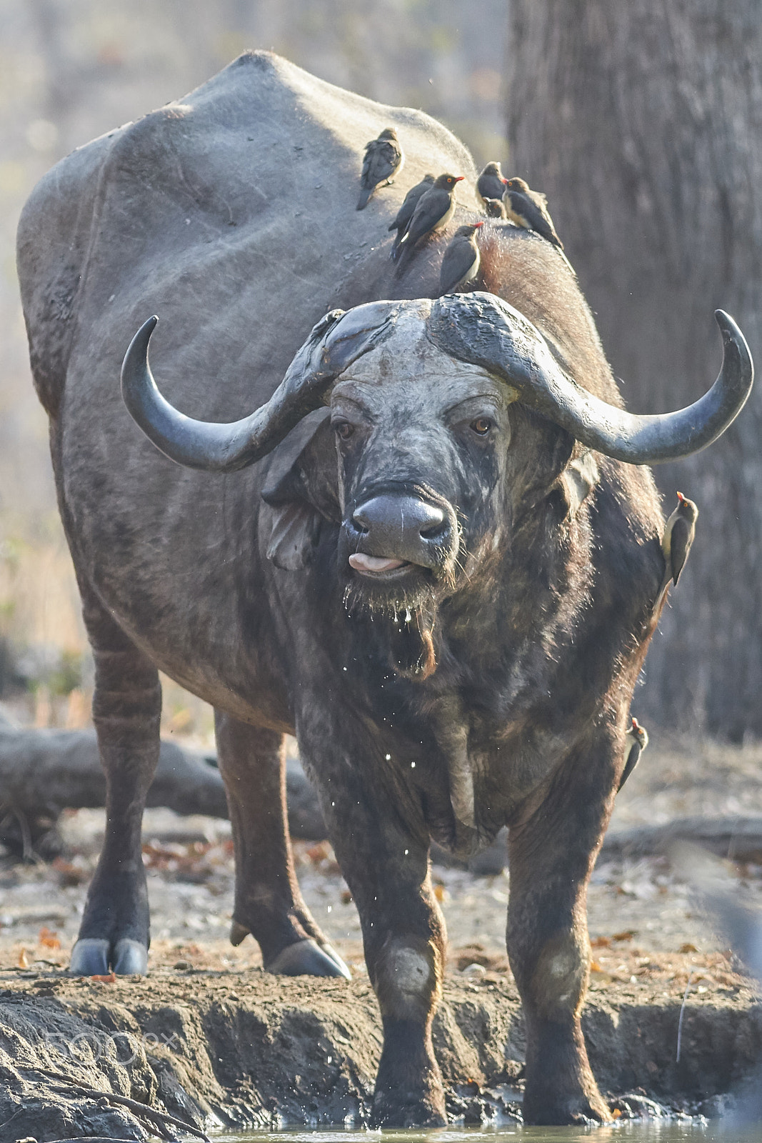 Canon EF 400mm F5.6L USM sample photo. African buffalo photography