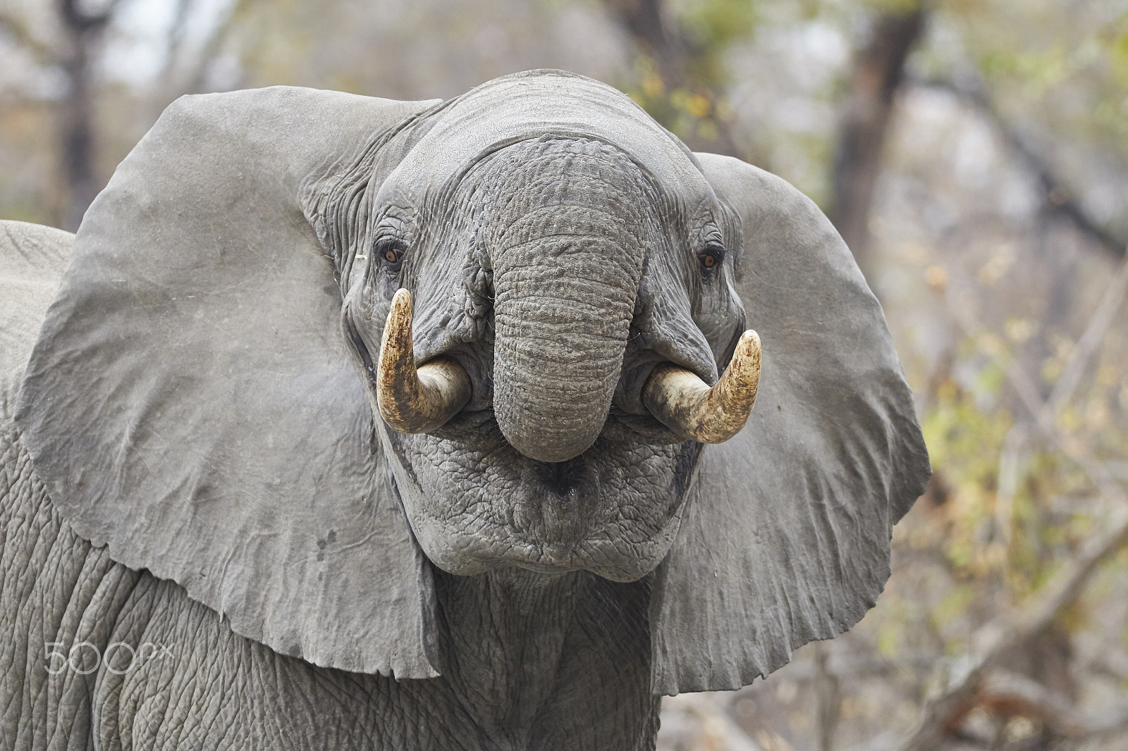 Canon EF 400mm F5.6L USM sample photo. African bush elephant photography