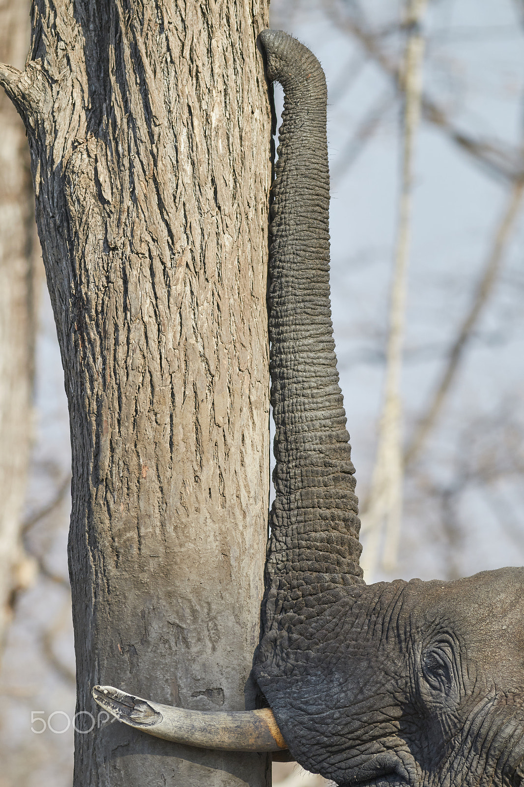 Canon EF 400mm F5.6L USM sample photo. African bush elephant photography