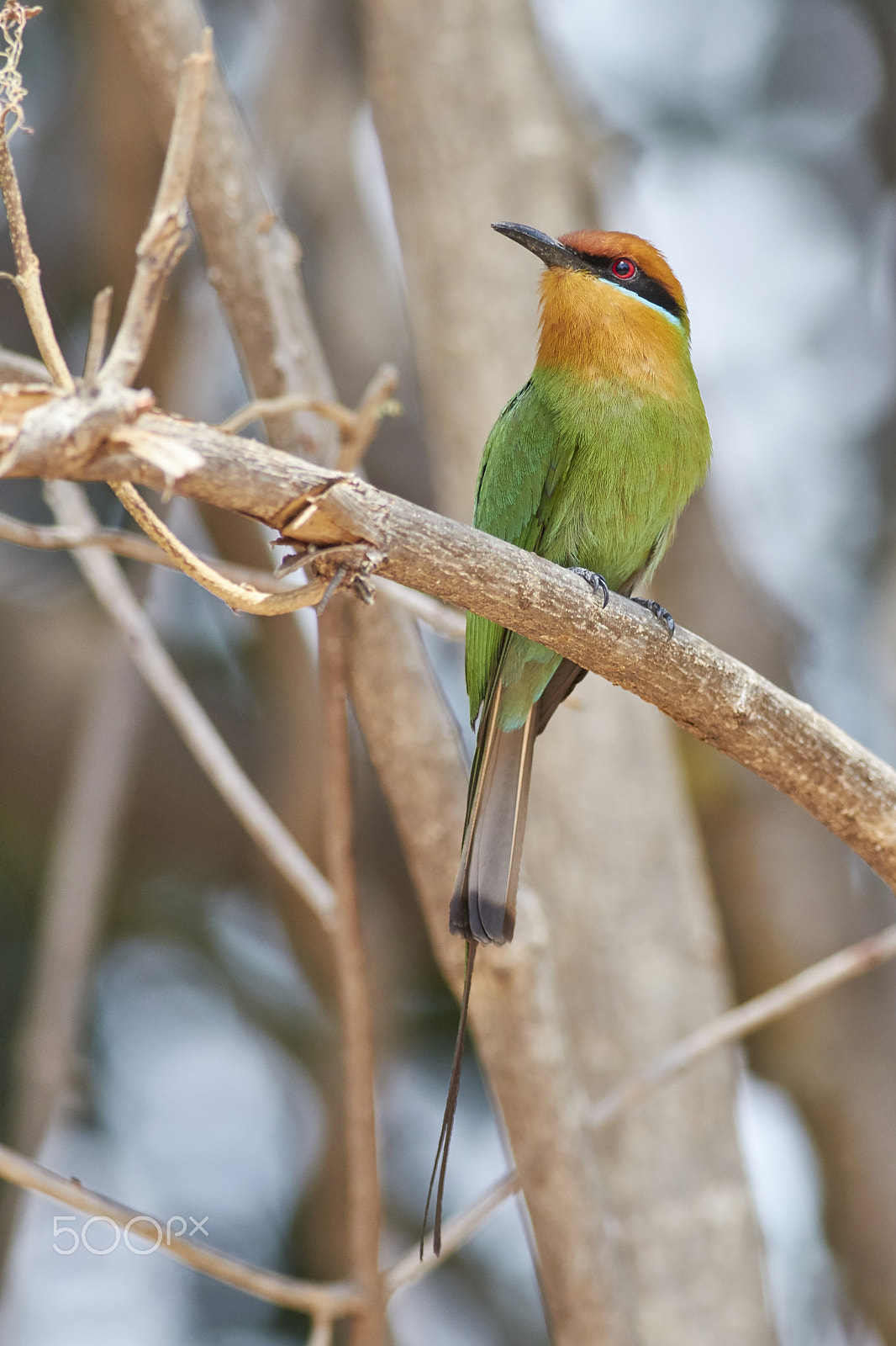 Canon EF 400mm F5.6L USM sample photo. Böhm's bee-eater photography