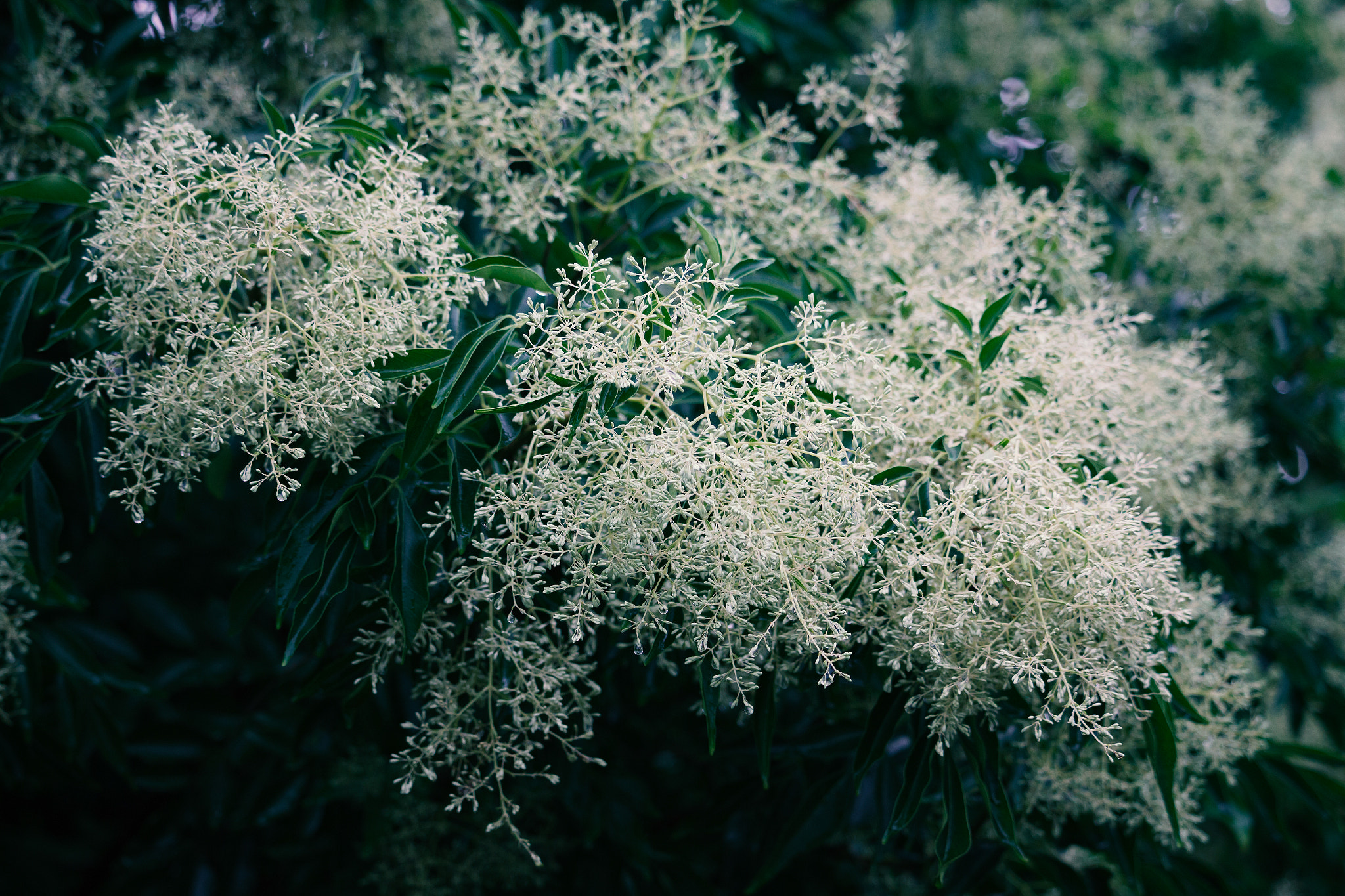 Canon EOS 700D (EOS Rebel T5i / EOS Kiss X7i) sample photo. Fraxinus japonica photography
