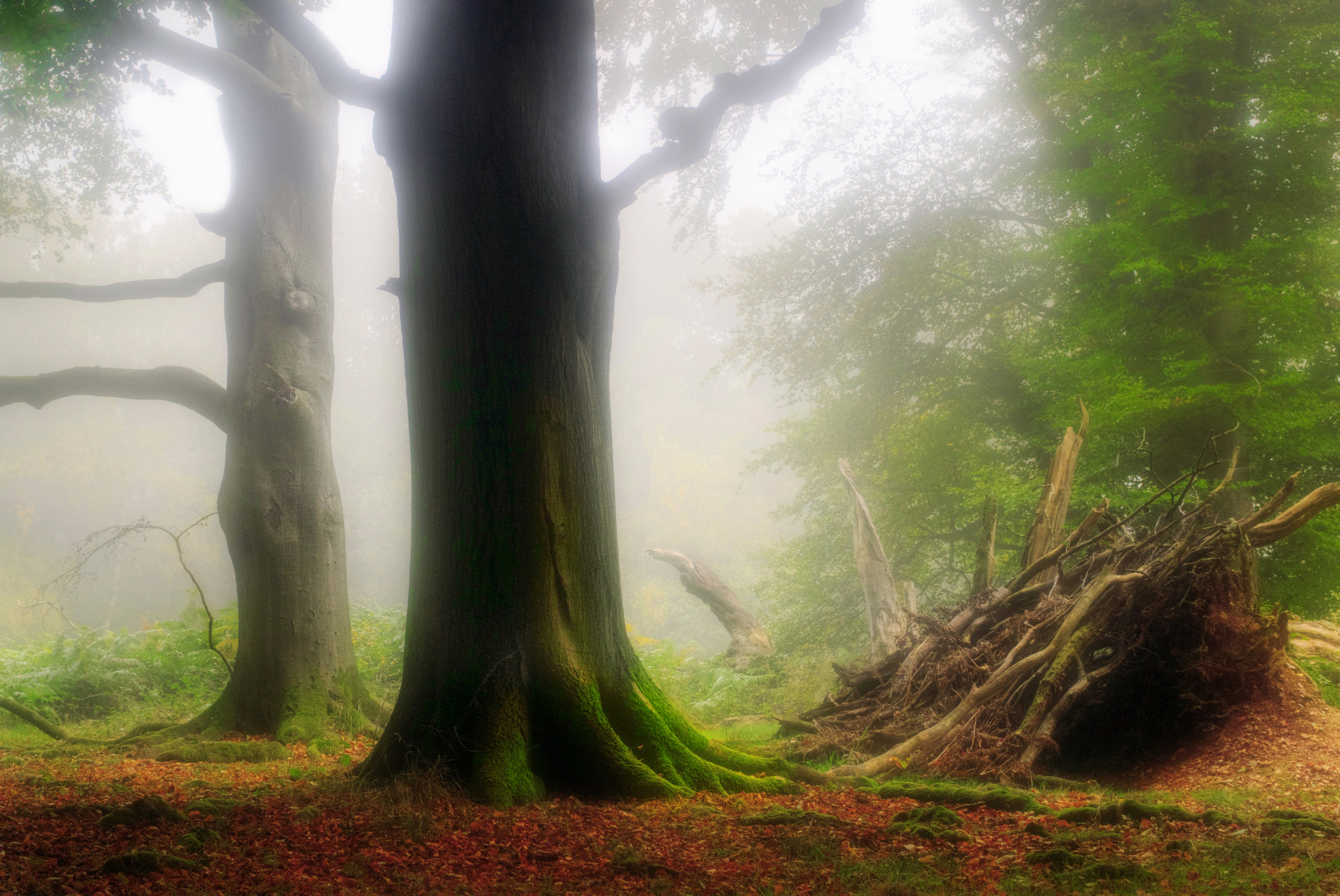 Panasonic Lumix DMC-GF6 + Sigma 30mm F2.8 DN Art sample photo. Misty woods photography