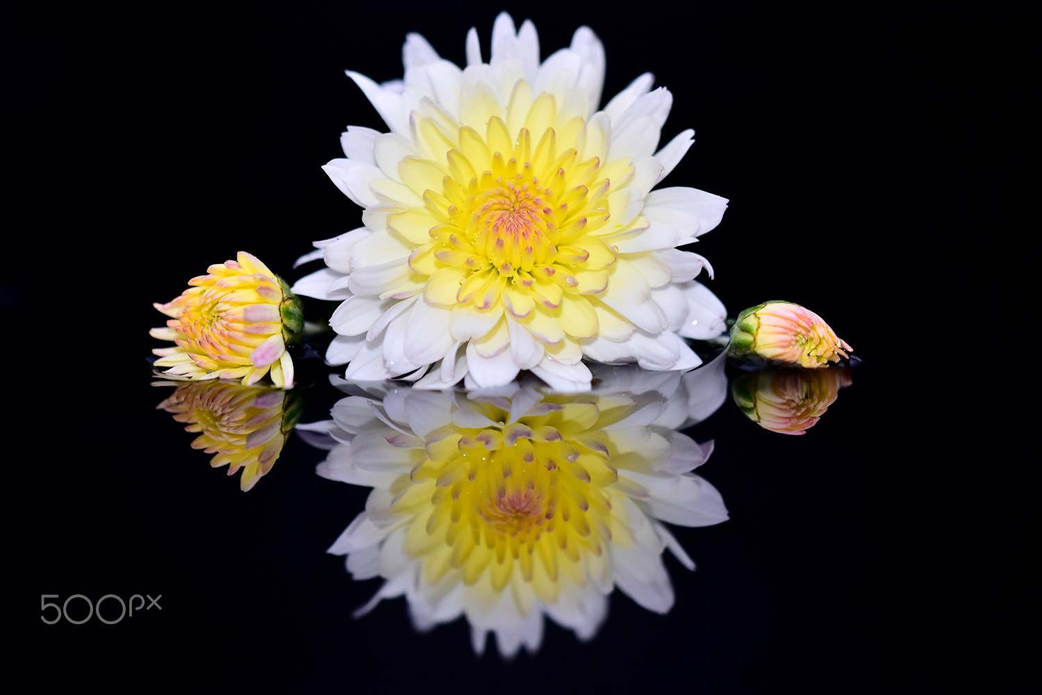 Sigma 150mm F2.8 EX DG Macro HSM sample photo. Flower reflection - 1 photography