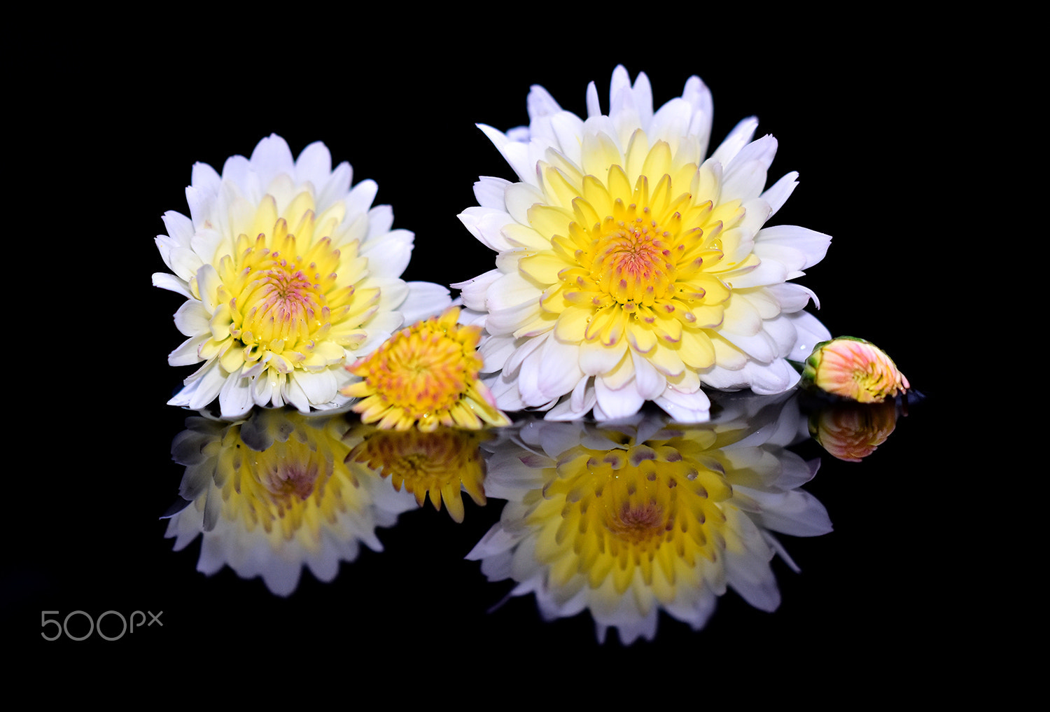 Sigma 150mm F2.8 EX DG Macro HSM sample photo. Flower reflection - 2 photography
