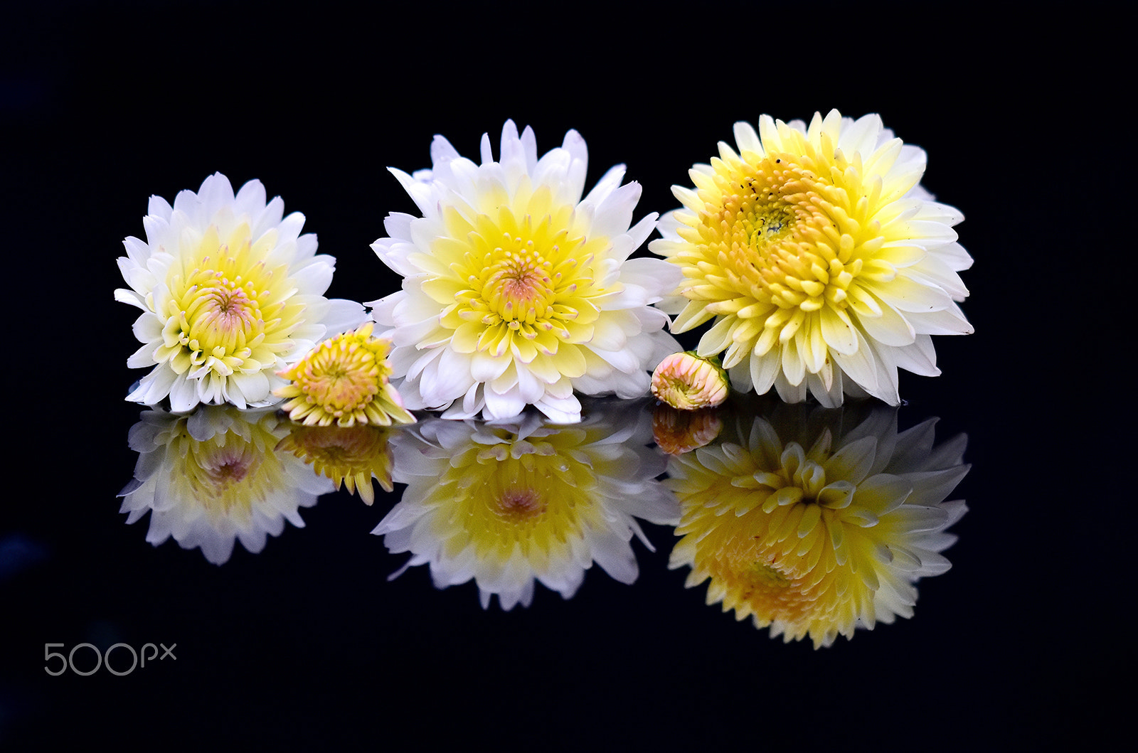 Sigma 150mm F2.8 EX DG Macro HSM sample photo. Flower reflection - 3 photography