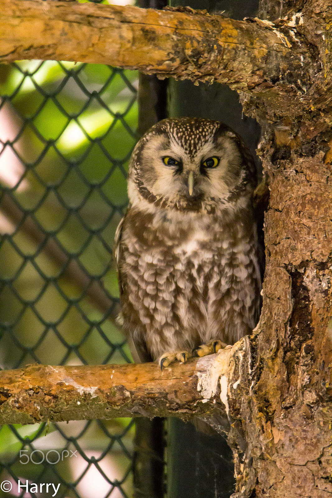 Tamron SP 150-600mm F5-6.3 Di VC USD sample photo. Bearbeitet bearbeitet photography