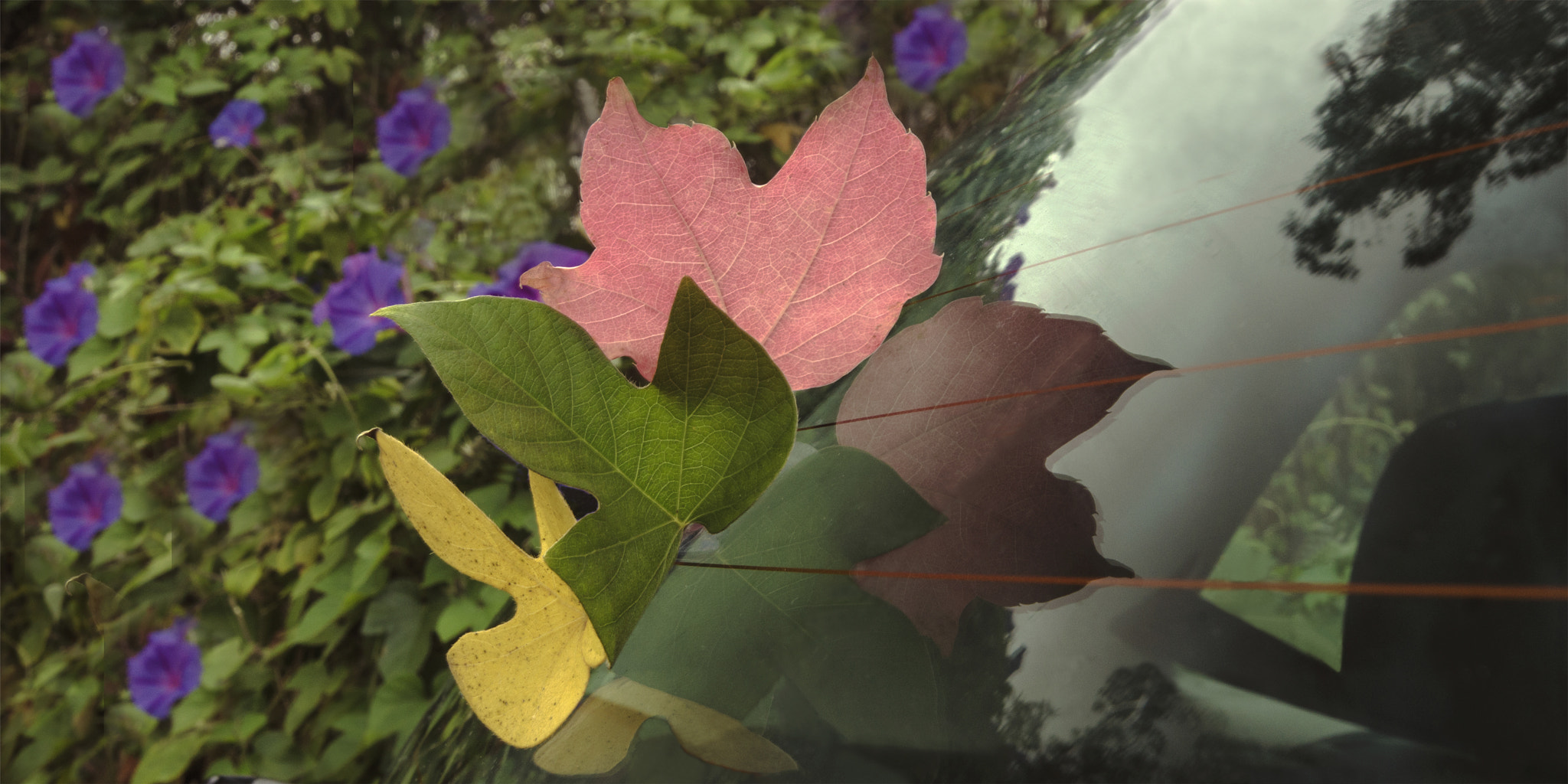 Nikon D5100 + Nikon AF-S Nikkor 17-35mm F2.8D ED-IF sample photo. "reflectophotography - autumnal tricolor leafs ... photography