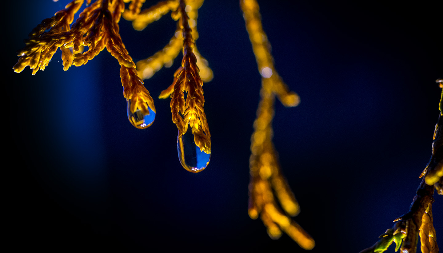 Nikon D800 + Nikon AF Micro-Nikkor 60mm F2.8D sample photo. Water droplet photography