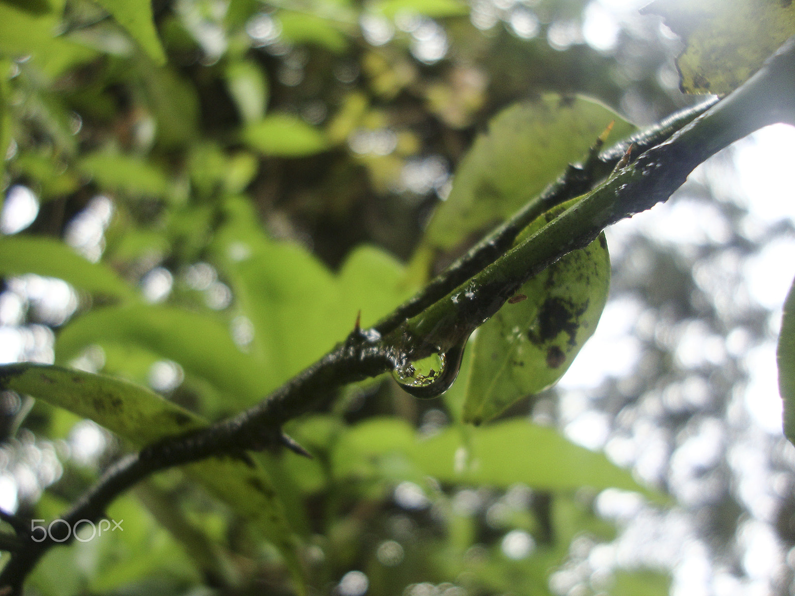 Sony DSC-W210 sample photo. Macro "drop" photography