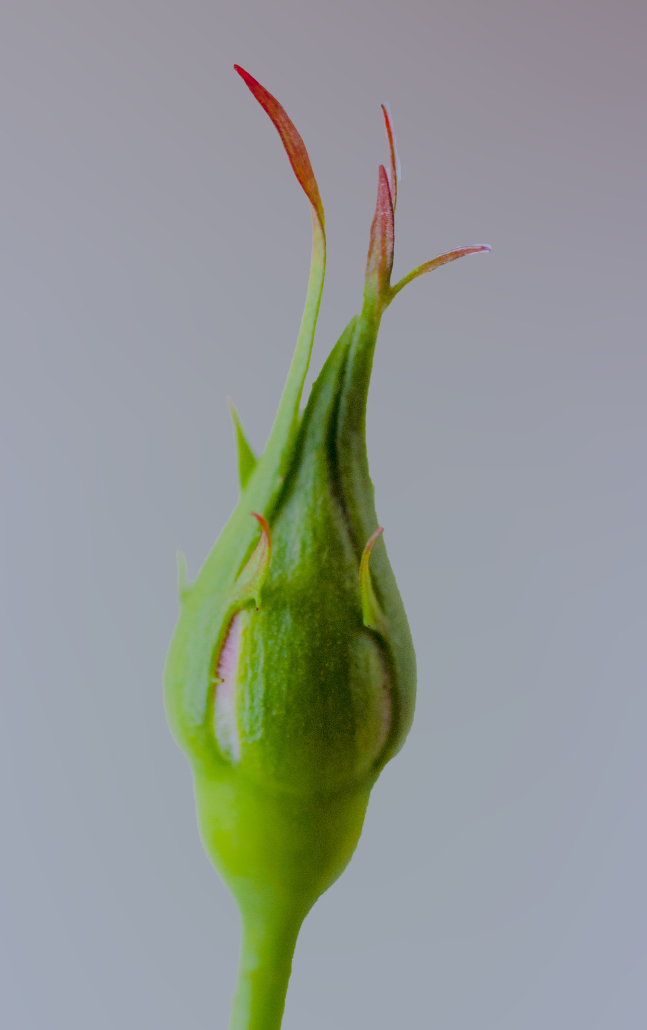 Nikon D5000 sample photo. Cocoon photography