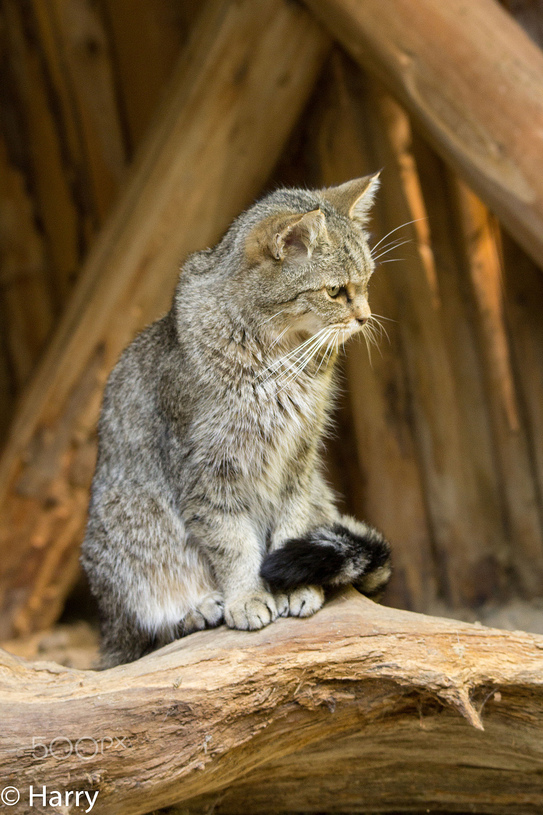 Tamron SP 150-600mm F5-6.3 Di VC USD sample photo. Wild cat photography
