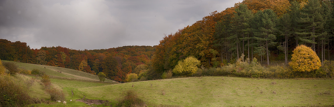 Nikon D3 sample photo. Autumn photography