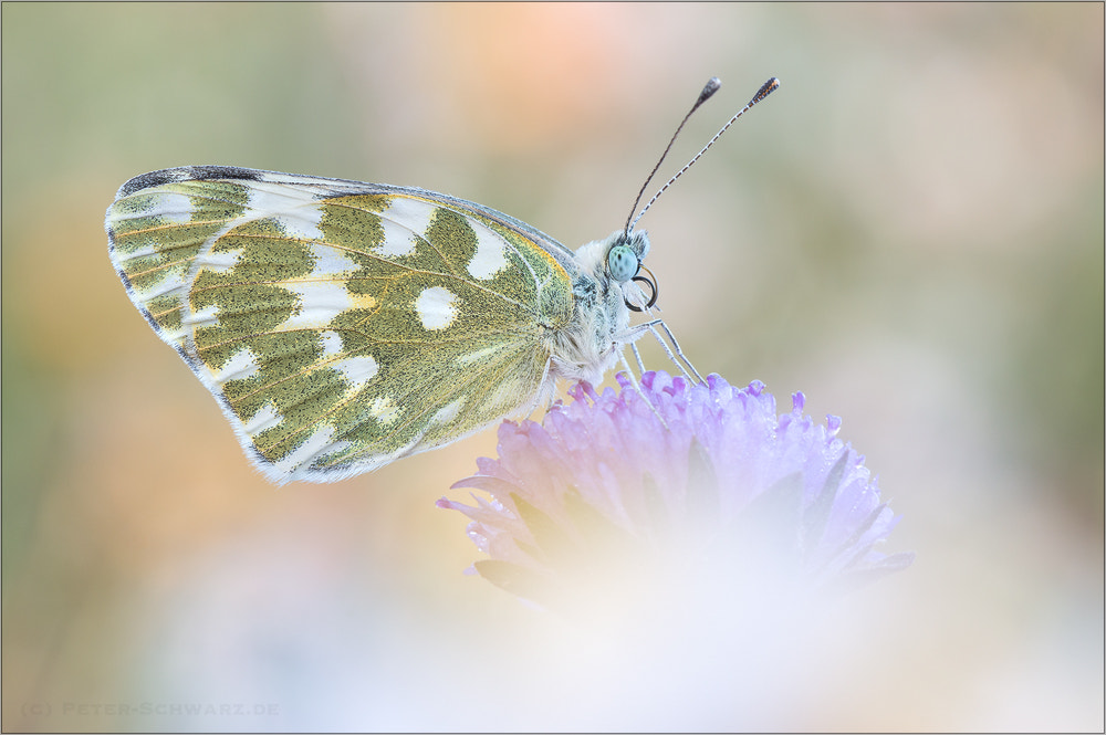 Sigma 150mm f/2.8 EX DG OS HSM APO Macro sample photo. Pontia edusa photography
