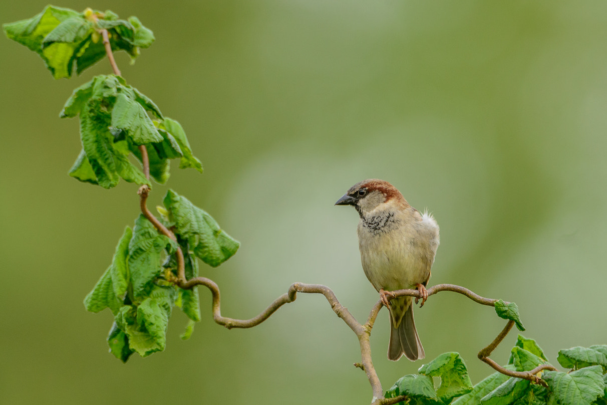 Nikon D800 + Nikon AF-S Nikkor 500mm F4G ED VR sample photo. Spatzi photography