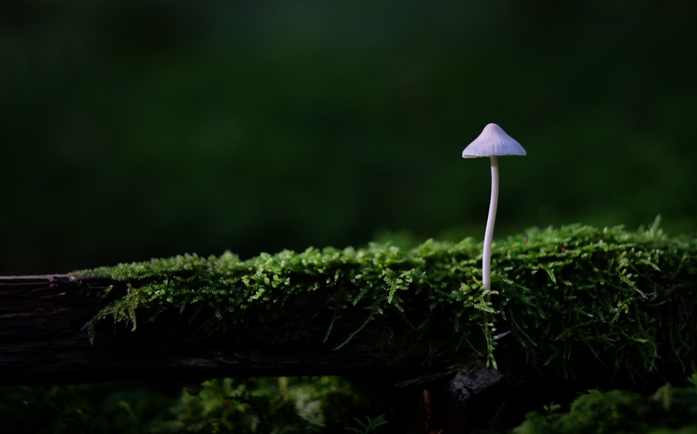Fujifilm XF 56mm F1.2 R sample photo. Mossroom photography
