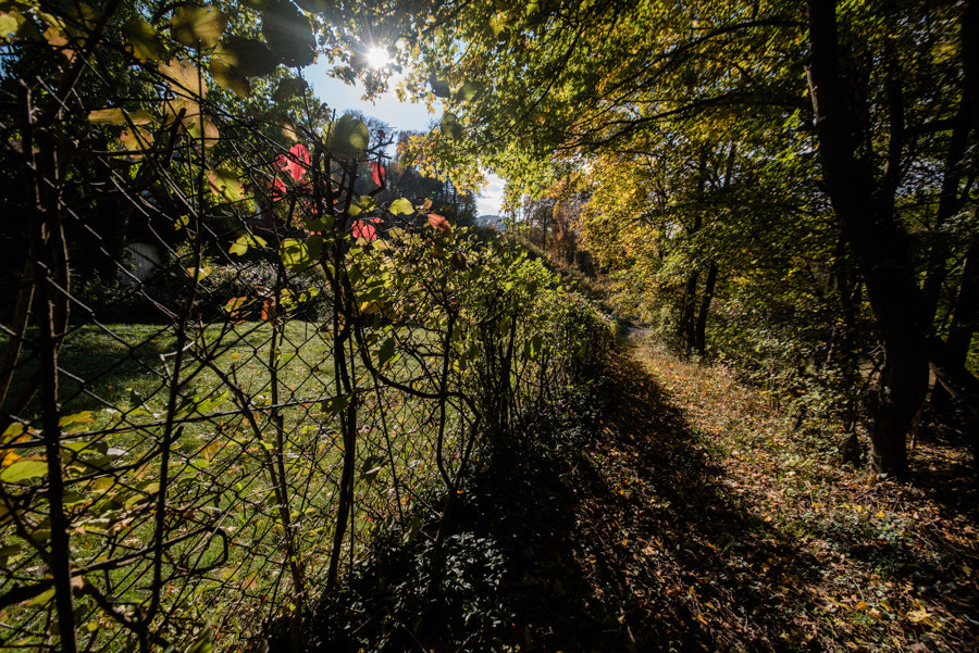 Sigma 12-24mm F4.5-5.6 II DG HSM sample photo. Autumn photography