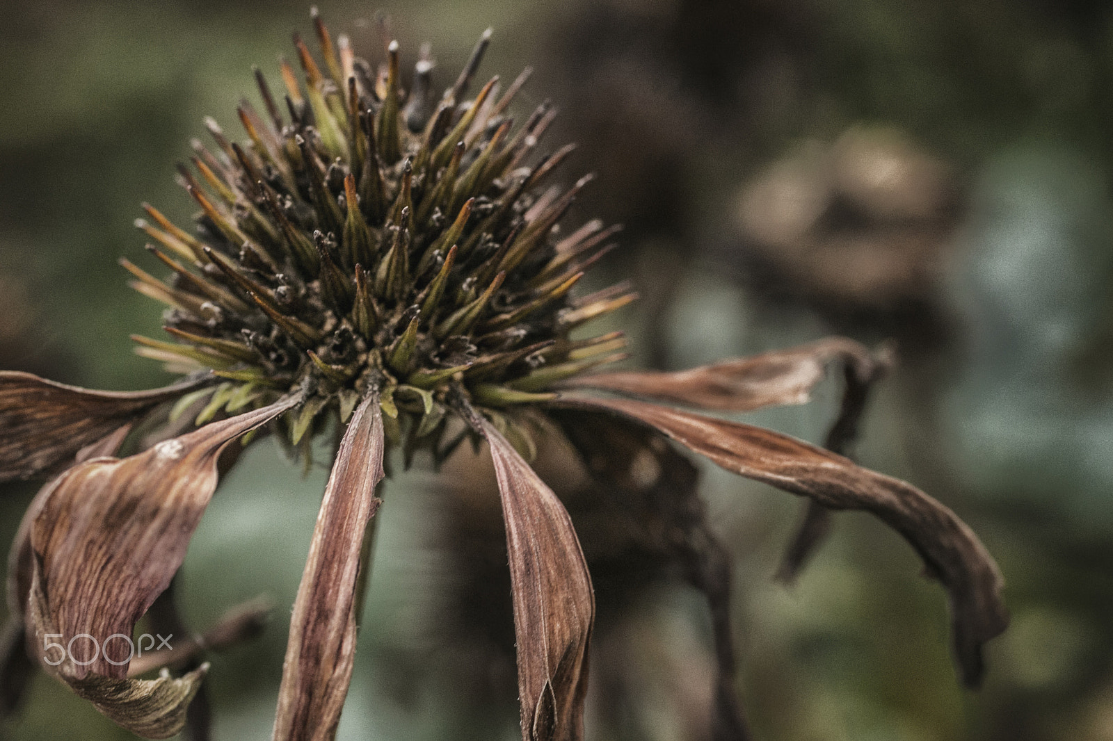 Canon EOS 70D + Canon EF 50mm F2.5 Macro sample photo. "withering coneflower" photography